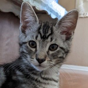 Meet your Posher, Gwen